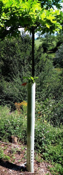 Wachstum braucht Schutz